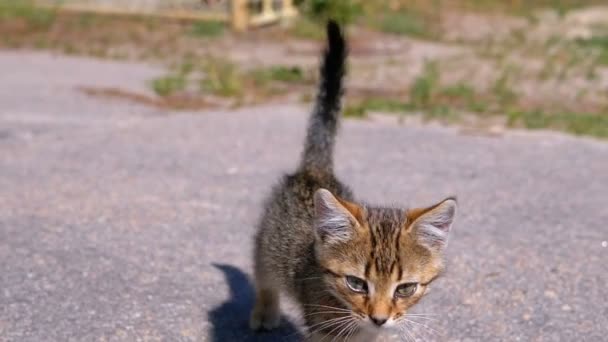 Sem-teto cinza gatinho está andando na rua em câmera lenta — Vídeo de Stock