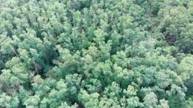 Çam ormanı, drone ile havadan görünüm. Orman ağaçları üzerinde çam ahşap parkta üst görünümü.