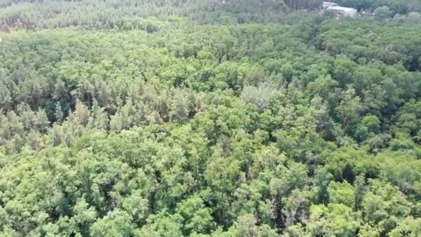 Pinède, vue aérienne avec drone. Vue de dessus dans le parc de pins sur les arbres forestiers .