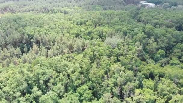 Bosque de pinos, vista aérea con dron. Vista superior en el parque de madera de pino en los árboles forestales . — Vídeos de Stock