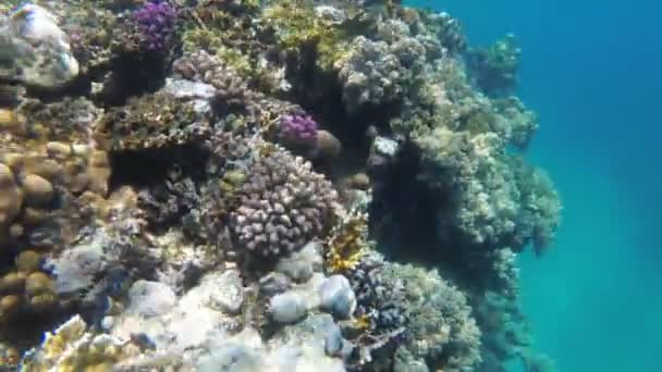 Barevný červený mořský rybky plavání nedaleko korálového útesu. Egypt. Šnorchlování. — Stock video