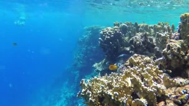 红海多彩的水下世界与热带鱼，珊瑚礁附近的水母。埃及 — 图库视频影像