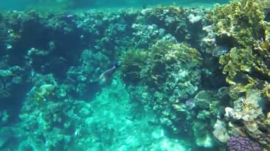 Kızıldeniz'de Renkli Tropikal Balık ile Ölü Mercan Resifi. Mısır.