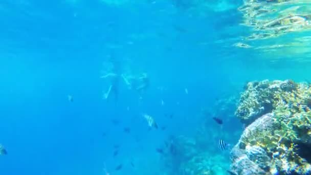Підводний кораловий риф з барвистими тропічними рибками в Червоному морі. Єгипет. — стокове відео