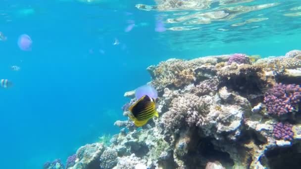 Unterwasserkorallenriff mit bunten tropischen Fischen im roten Meer. Ägypten. — Stockvideo