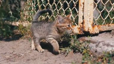 Evsiz Gri Kitten Sokakta Çit yakınında yürüyor. Yavaş Çekim.