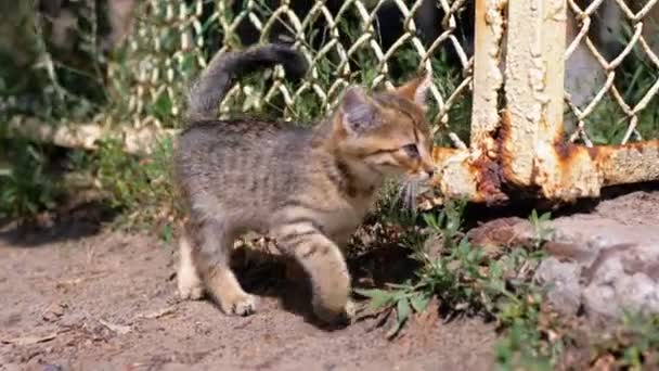 Bezdomny Gray Kitten jest chodzenie w pobliżu ogrodzenia na ulicy. Zwolnionym. — Wideo stockowe