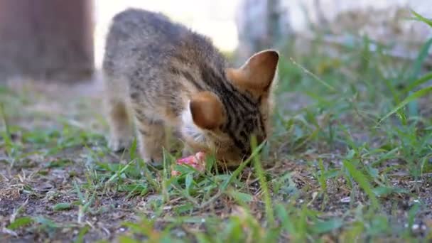 Homeless Gray Kitten Manger de la nourriture dans la rue sur un banc. Mouvement lent .