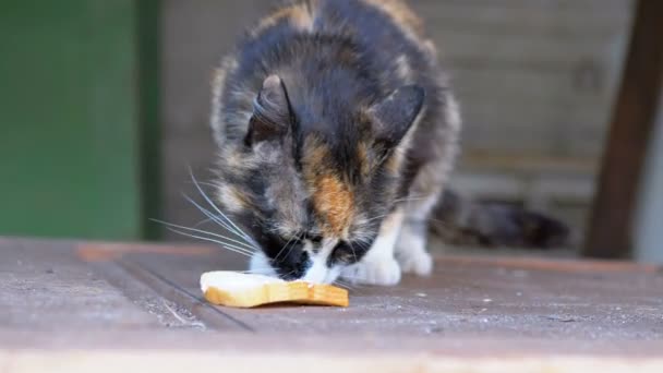 Hungry Homeless Nursing Three-color Mother Cat Eating Bread on the Street — Stock Video