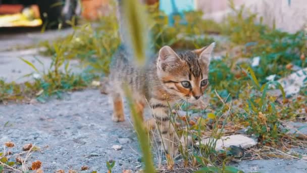 Stray Gray Kitten marche dans la rue au ralenti 