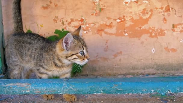 Stray Gray kitten loopt op straat in slow motion — Stockvideo