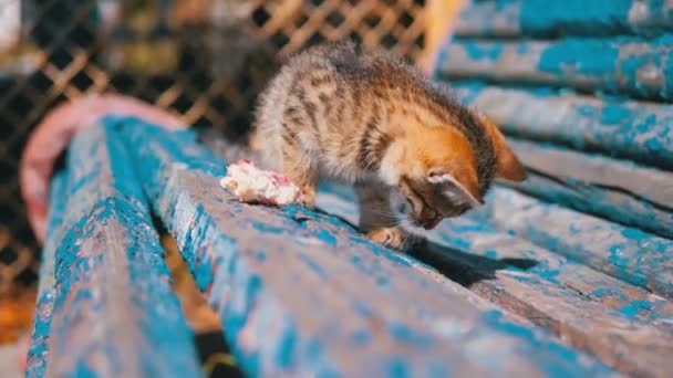 Streunende graue Kätzchen fressen auf der Straße auf einer Bank. Zeitlupe. — Stockvideo