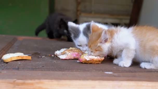 Бездомные котята едят мясо на улице. Бродячие голодные кошки едят снаружи — стоковое видео