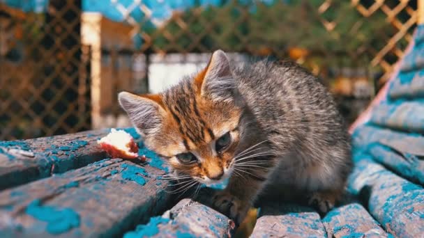 Dakloze grijze kitten het eten van vlees op straat op een bank. Slow Motion. — Stockvideo