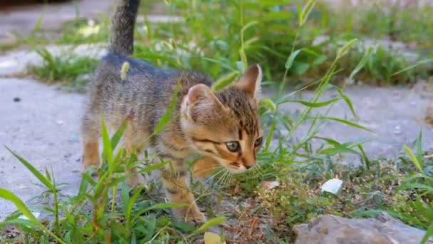 Gattino grigio randagio sta camminando per strada in slow motion — Video Stock