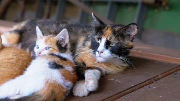 Sans-abri sauvage chatons et allaitement maman chat sont allongés sur la rue sur les ordures — Video