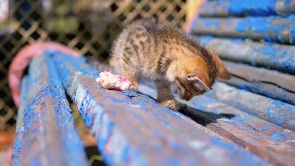 流灰色小猫在长凳上在街上吃食物。慢动作. — 图库视频影像