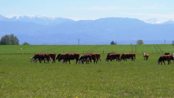 Rinderherde weidet auf einer Weide in der Nähe des Bauernhofes vor der Kulisse der Schweizer Alpen — Stockvideo