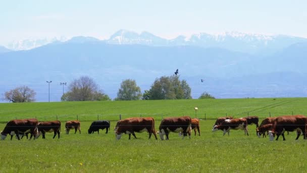 Mandria di mucche al pascolo in un prato vicino alla fattoria sullo sfondo delle Alpi svizzere — Video Stock