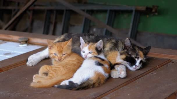 Бездомные дикие котята и кормящая мама-кошка лежат на улице на мусоре — стоковое видео