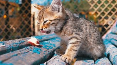 Evsiz Gri Kedi Yavrusu Bankta Sokakta Et Yiyor. Yavaş Çekim.
