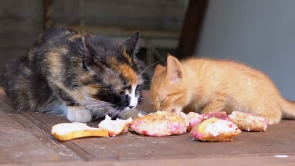 Gato de enfermería de tres colores sin hogar comiendo carne con gatitos en la calle — Vídeo de stock