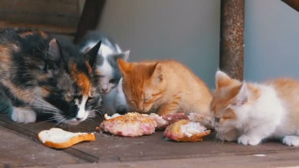 Gato de enfermería de tres colores sin hogar comiendo carne con gatitos en la calle — Vídeos de Stock