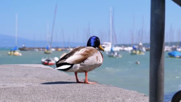 L'anatra si trova sul molo del lago di Ginevra sullo sfondo della banchina delle navi — Video Stock