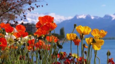 Montreux Embankment 'te Alp Dağları ve Cenevre Gölü' ne karşı çiçekler. İsviçre