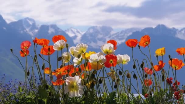 Blommor mot Alpina bergen och Genèvesjön pÃ ¥Bank i Montreux. Schweiz — Stockvideo