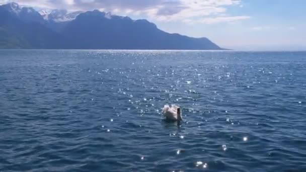 Gran cisne blanco nada en un lago claro de montaña sobre el telón de fondo de los Alpes suizos — Vídeos de Stock