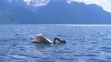 Büyük Beyaz Kuğu İsviçre Alpleri'nin arka planında Clear Mountain Gölü'nde yüzer