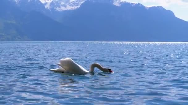 Grosser weißer Schwan schwimmt in einem klaren Bergsee vor der Kulisse der Schweizer Alpen — Stockvideo