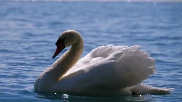 Enorme cisne blanco nada en un lago claro de montaña con agua cristalina azul. Suiza — Vídeo de stock