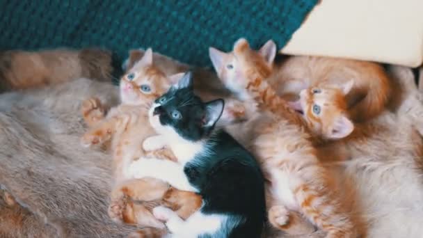 Fluffy lindo cuatro gatitos mentira en el sofá en casa y mirar a su alrededor — Vídeo de stock