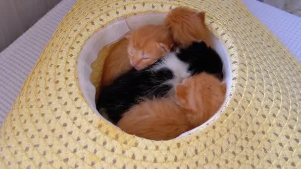 Пушистые котята двухнедельного возраста, ползают в соломенной шляпе — стоковое видео