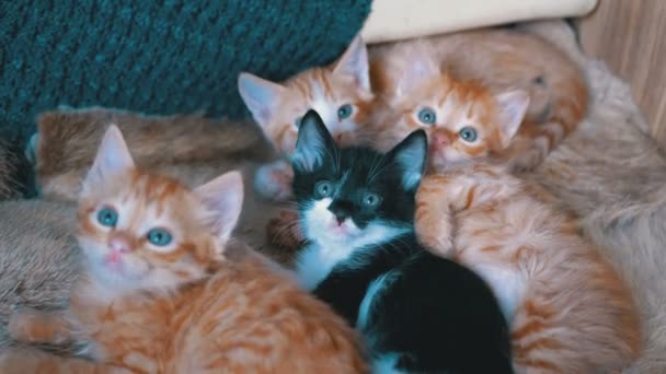 Fluffy mignon quatre chatons allongés sur le canapé à la maison et en même temps amusant de regarder autour — Video