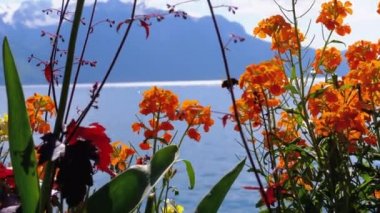 Montreux Embankment 'te Alp Dağları ve Cenevre Gölü' ne karşı çiçekler. İsviçre