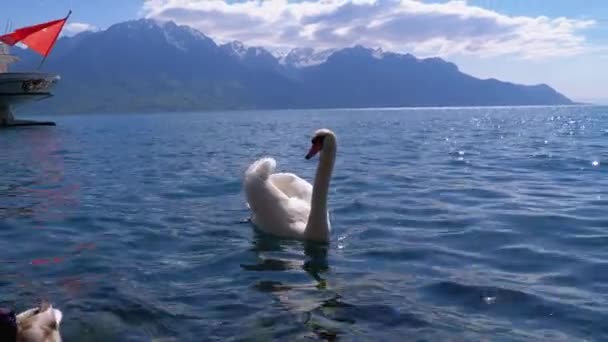 Большой белый лебедь плавает в чистом горном озере на фоне Швейцарских Альп — стоковое видео
