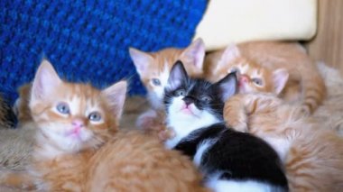 Kabarık Sevimli Dört Kittens Evde Kanepede Yalan ve Aynı Zamanda Eğlenceli Etrafa Bakmak