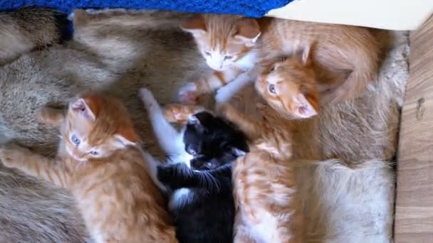 Chatons mignons moelleux dorment à la maison sur le canapé — Video