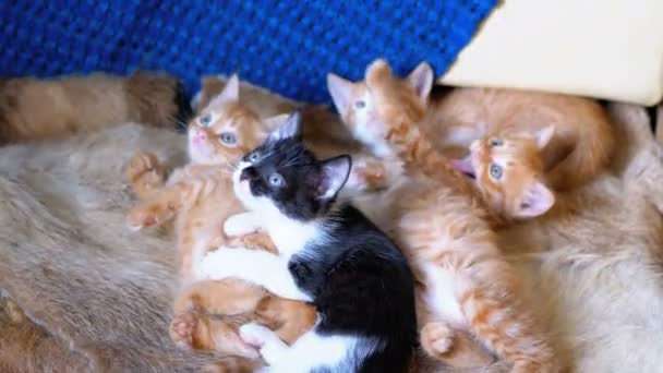 Flauschige süße Kätzchen schlafen zu Hause auf der Couch — Stockvideo