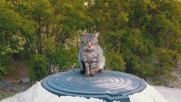 Homeless Gray Cat with Wounded Eye Sitting on the Street — Stock Video