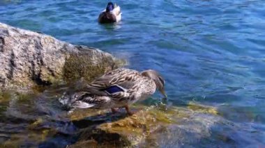 Duck Cenevre Gölü'nde kayalar üzerinde duruyor. İsviçre