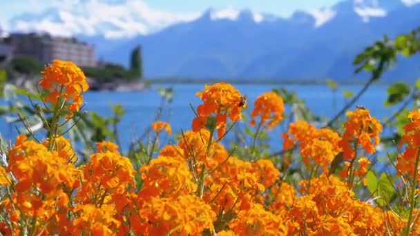 Flores contra las montañas alpinas y el lago Lemán en Embankment en Montreux. Suiza — Vídeo de stock
