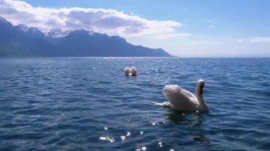 Büyük Beyaz Kuğu İsviçre Alpleri'nin arka planında Clear Mountain Gölü'nde Yüzer