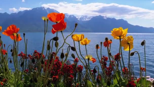 Kleurrijke klaprozen tegen Alpen bergen en het meer van Genève in Zwitserland. Dijk in Montreux. — Stockvideo