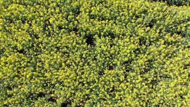Vue Aérienne Du Champ De Canola Jaune. Récolte Fleurs Jaunes Canola Oléagineux .