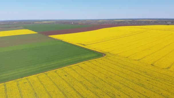 Widok z lotu ptaka żółtego pola rzepaku. Zbiory kwitnie żółte kwiaty olej rzepakowy. — Wideo stockowe