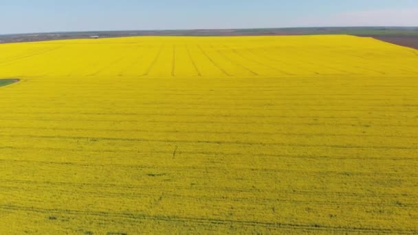 Widok z lotu ptaka żółtego pola rzepaku. Zbiory kwitnie żółte kwiaty olej rzepakowy. — Wideo stockowe